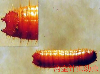澳门新葡京在线