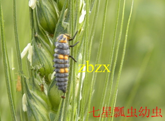 澳门新葡京在线