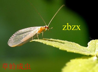 澳门新葡京在线