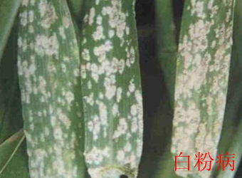 澳门新葡京在线
