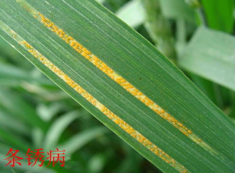 澳门新葡京在线