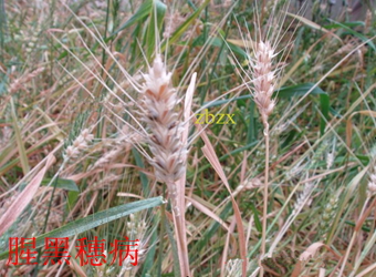 澳门新葡京在线