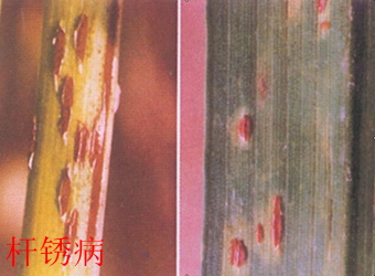 澳门新葡京在线