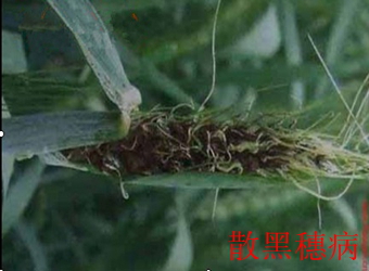 澳门新葡京在线
