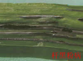 澳门新葡京在线