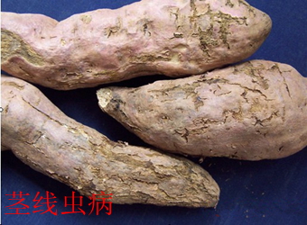 澳门新葡京在线