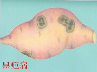 澳门新葡京在线