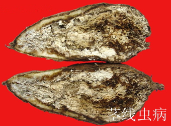 澳门新葡京在线