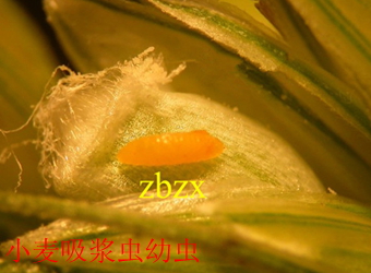 澳门新葡京在线