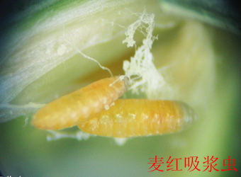 澳门新葡京在线